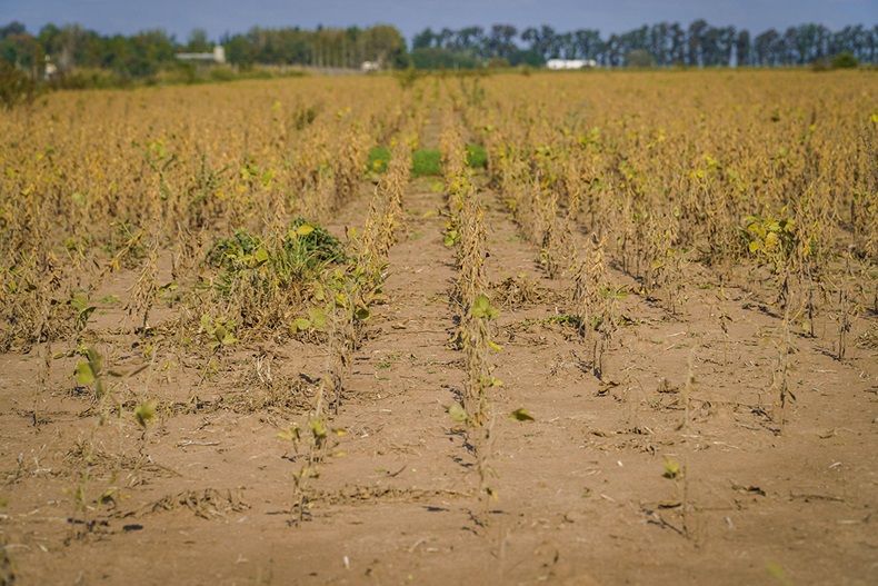 Drought-stricken soybean field, Firmat, Argentina