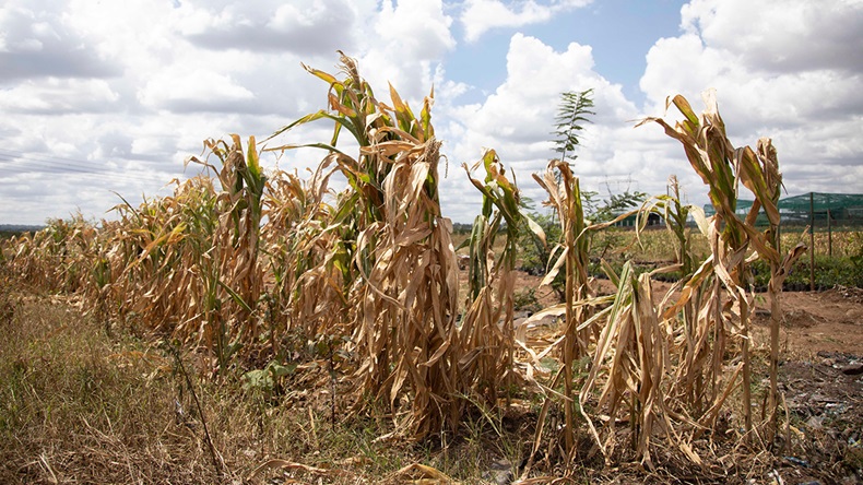 Drought, Zimbabwe