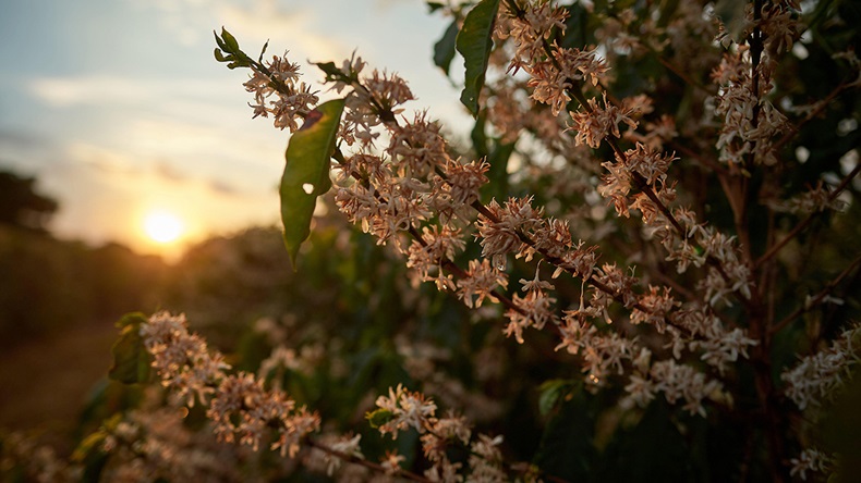 Coffee plants