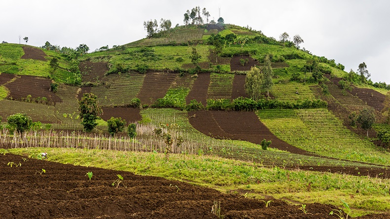 Democratic Republic of the Congo farmland