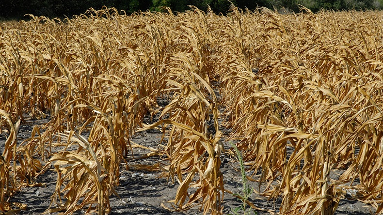 Failed crops due to drought