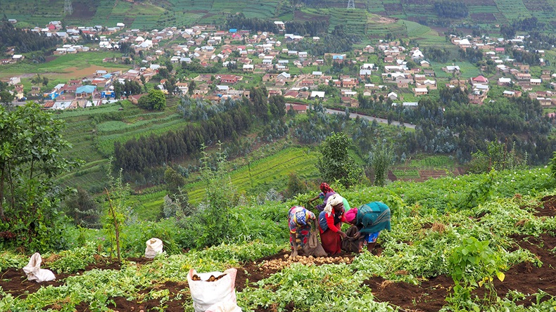 Potato farm Rwanda