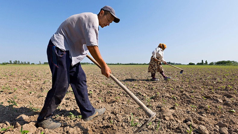 Uzbekistan farmers