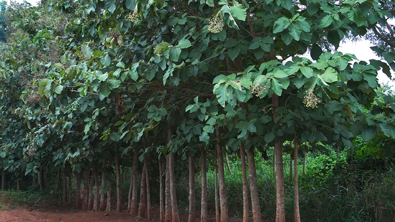 Teak plantation Ghana