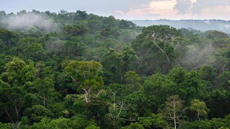 Amazon rainforest