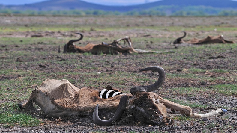 Kenya drought (MICHAEL CUTHBERT/Alamy Stock Photo)