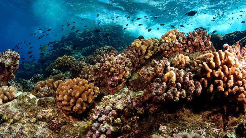 Hawaii coral reef