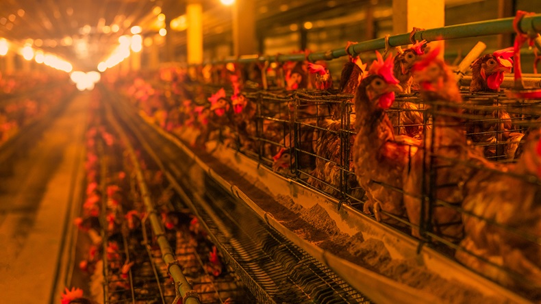 Battery farm chickens (Fahroni/Shutterstock.com)