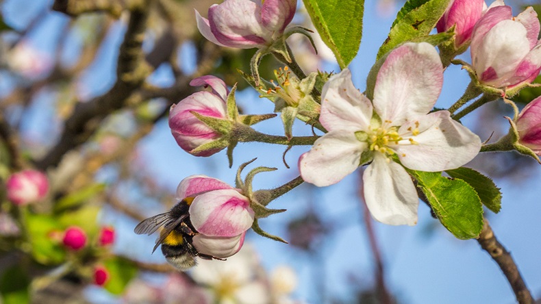 Bee flower (annaj77/Shutterstock.com)