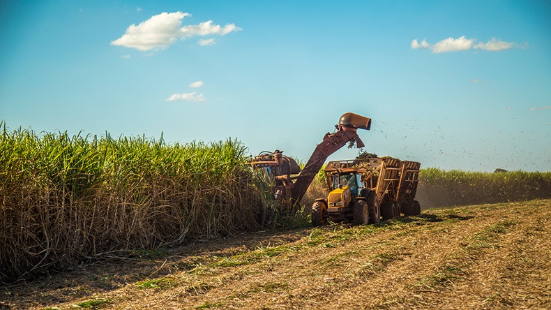 Brazil sugarcane farming (mailsonpignata/Shutterstock.com)
