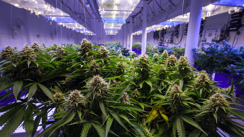 Cannabis farm (Canna Obscura/Shutterstock.com)
