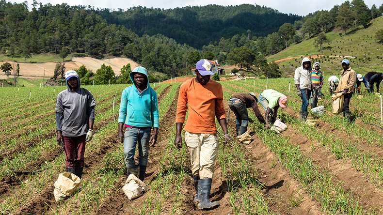 Dominican Republic farmers (Jakob Fischer/Shutterstock.com)