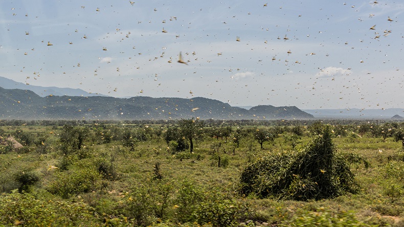Ethiopia locust swarm (Matyas Rehak/Shutterstock.com)