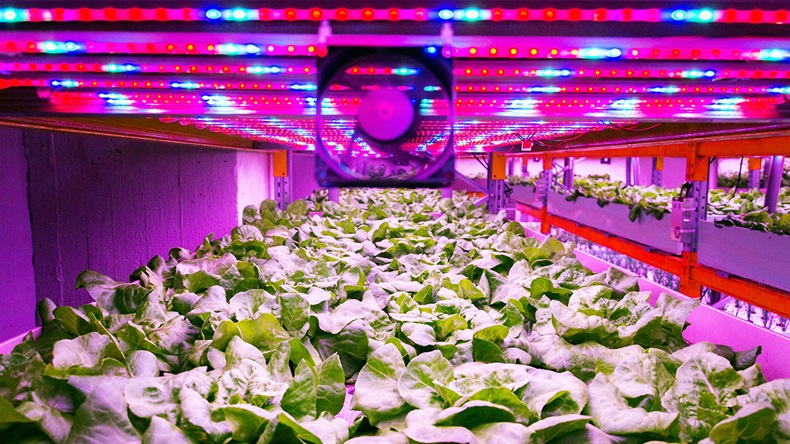 Hydroponics (josefkubes/Shutterstock.com)