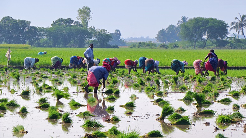 Indian farmers (Shyamalamuralinath/Shutterstock.com)