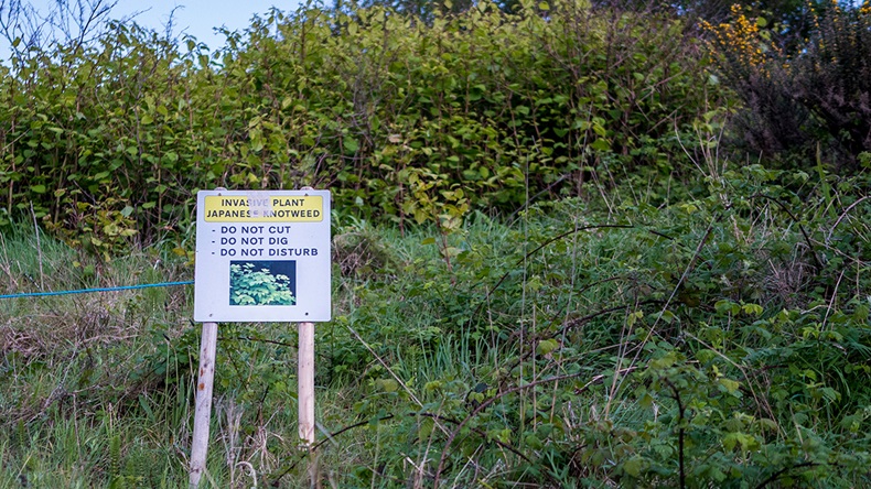 Japanese knotweed (riccar/Shutterstock.com)