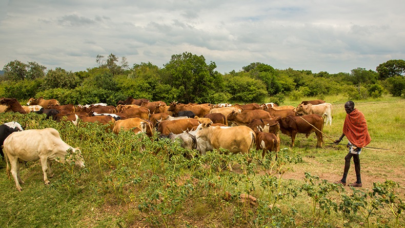 Kenya cow farmer (Bob Pool/Shutterstock.com)