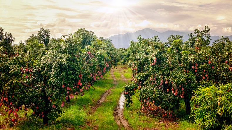 Mango orchard (travelcamera/Shutterstock.com)