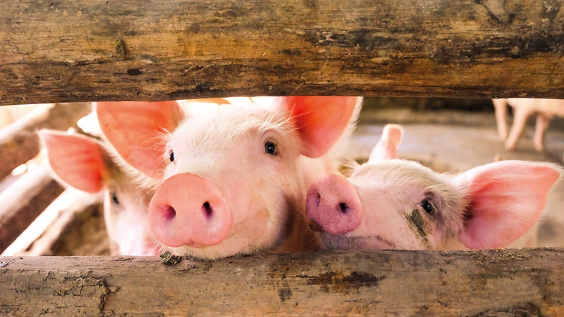 Pigs (chadin0/Shutterstock.com)