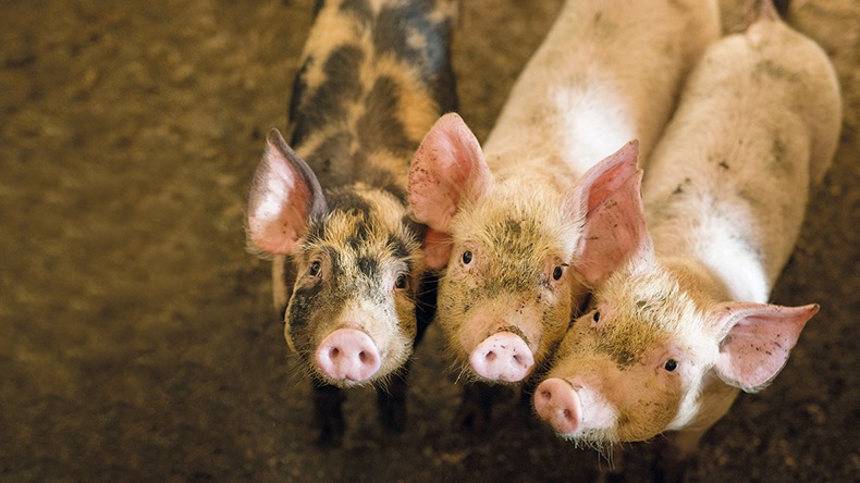 Pigs (Pavle Bugarski/Shutterstock.com)