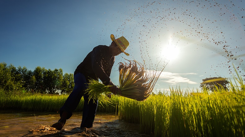 Rice farmer (SantiPhotoSS/Shutterstock.com)